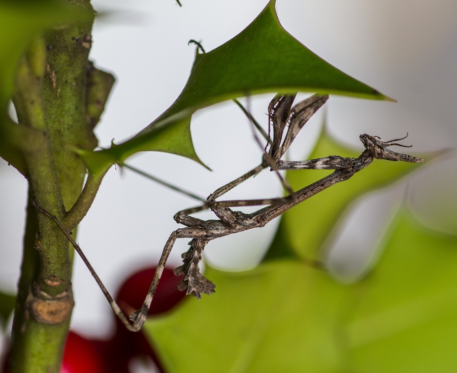 Neanide di Empusa pennata?