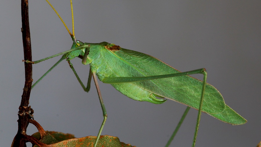 Phaneropteridae:  Acrometopa cfr.  italica, maschio