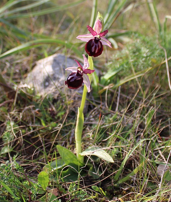 Ophrys sipontensis