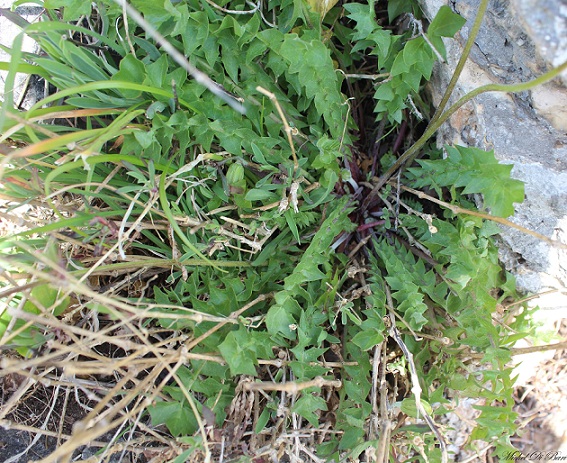 Echium parviflorum