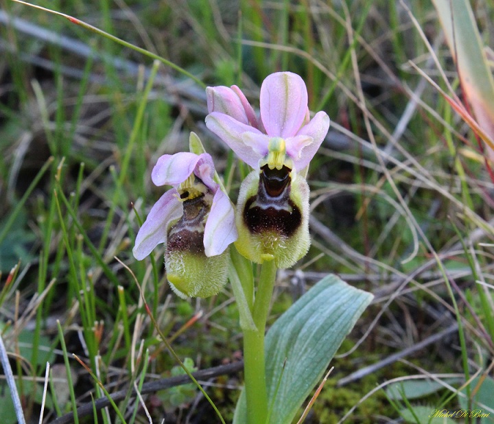 Ophrys tenthredinifera