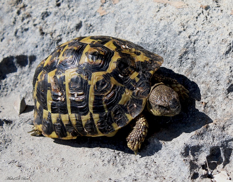 Testudo hermanni hermanni, la coppia.