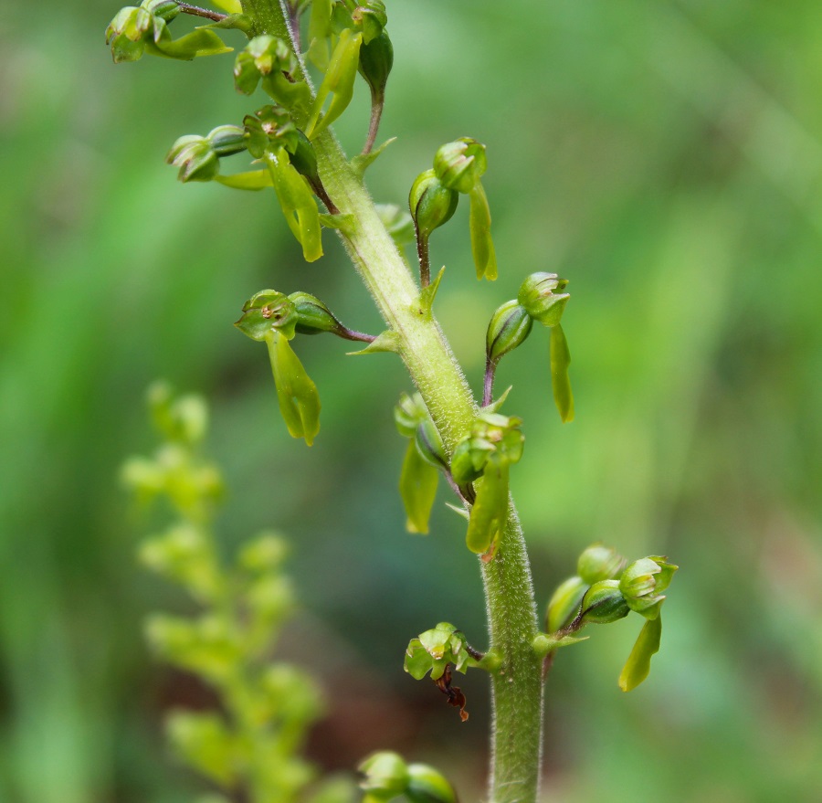 Neottia ovata