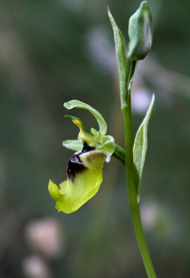 Ophrys lacaitae / Ofride di Lacaita