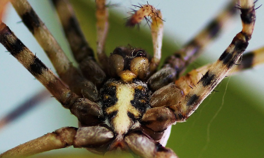 Argiope lobata (incontro ravvicinato) - Manfr. Gargano (FG)