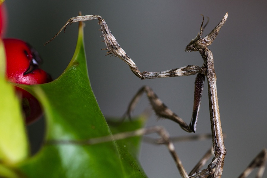 Neanide di Empusa pennata?