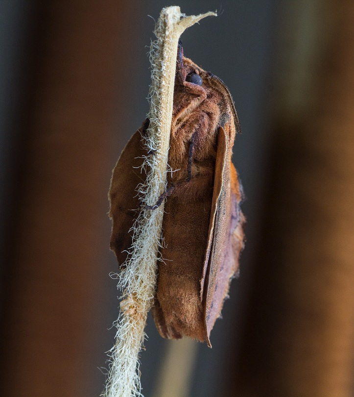 lepidottero 2 da id - Gastropacha quercifolia , Lasiocampidae