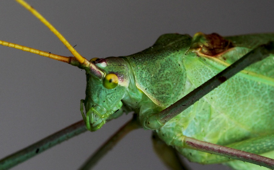 Phaneropteridae:  Acrometopa cfr.  italica, maschio