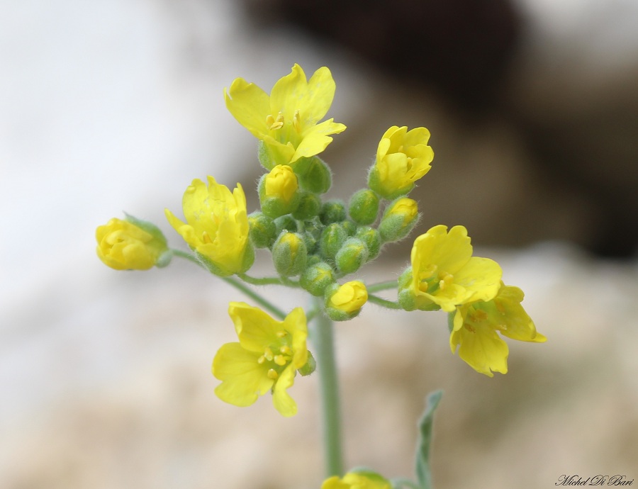 Aurinia cfr. sinuata