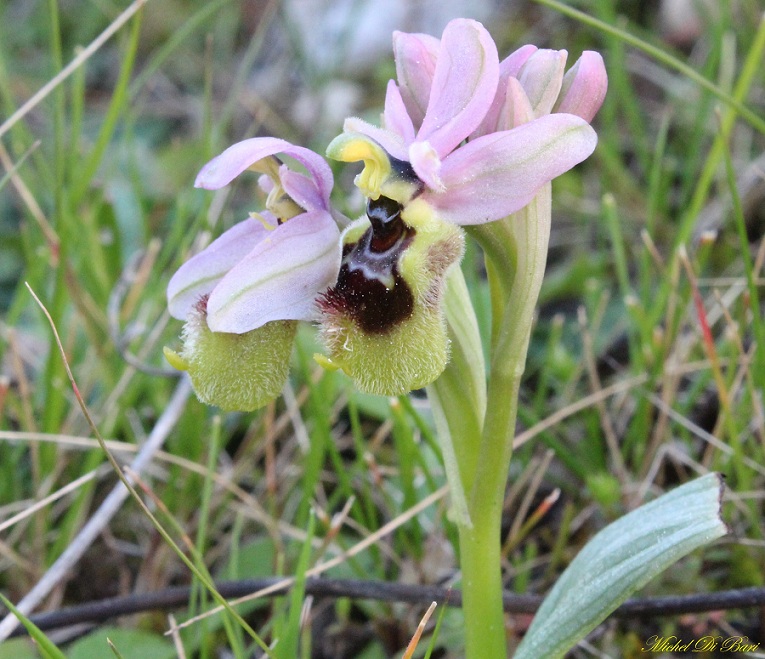 Ophrys tenthredinifera