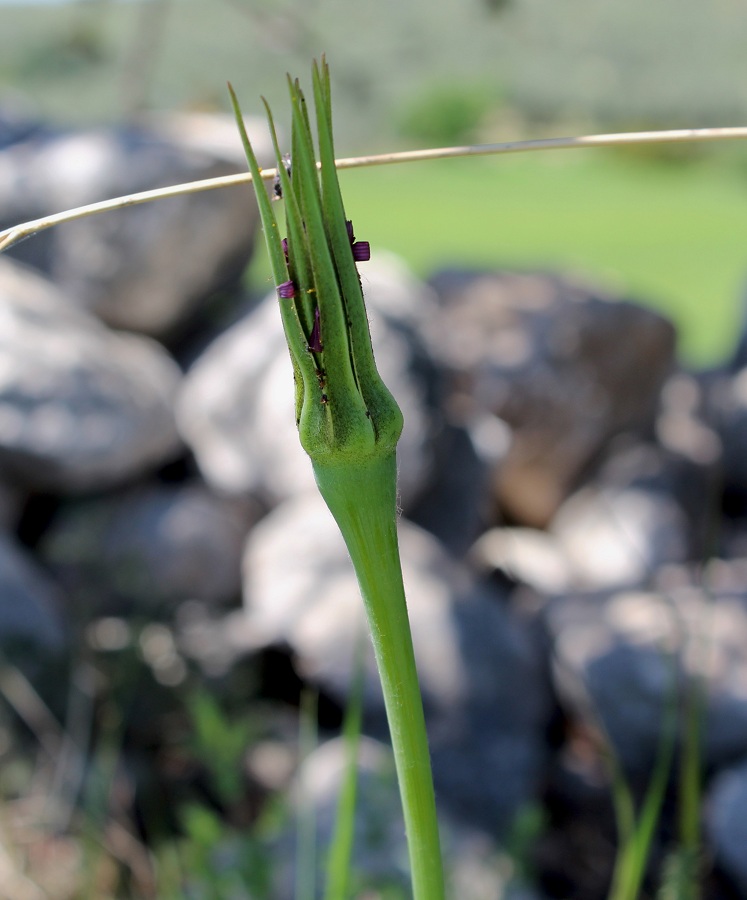 Tragopogon porrifolius