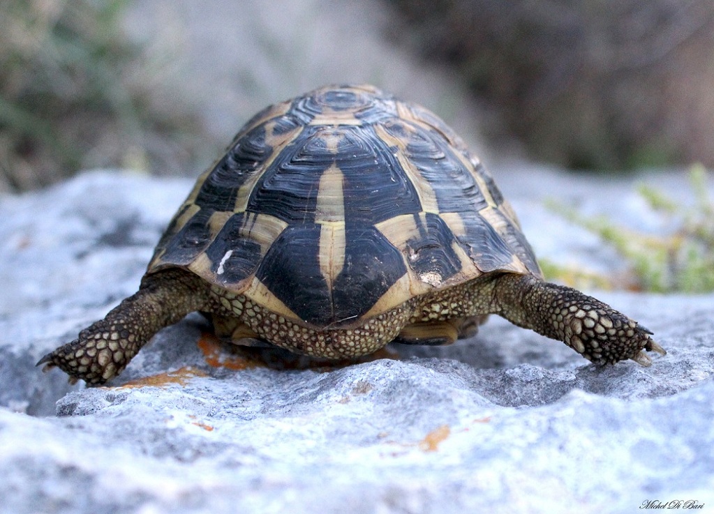 Testudo hermanni hermanni, la coppia.