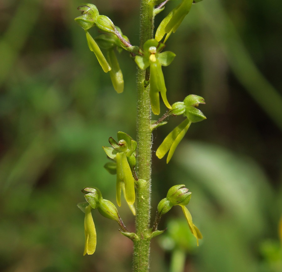 Neottia ovata