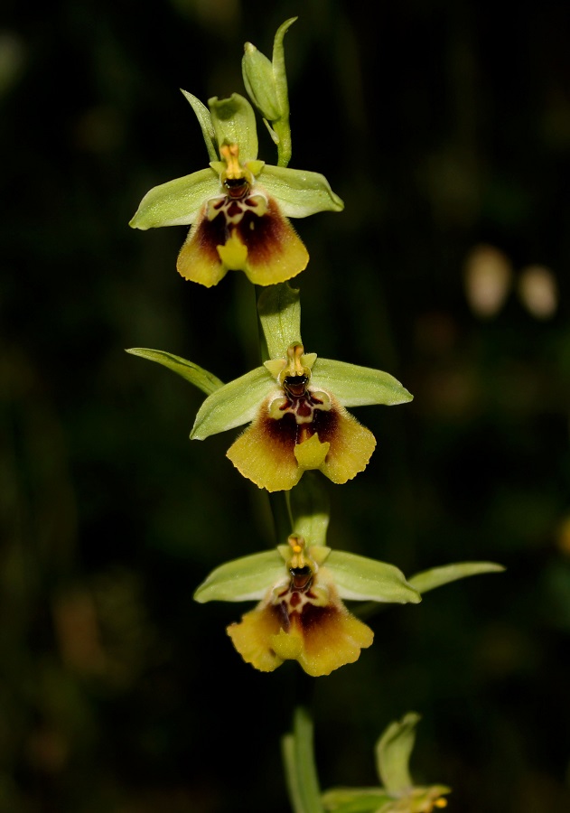 Ophrys lacaitae / Ofride di Lacaita