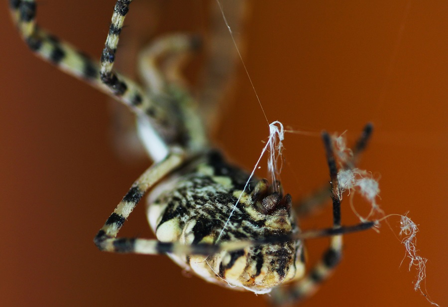 Argiope lobata (incontro ravvicinato) - Manfr. Gargano (FG)