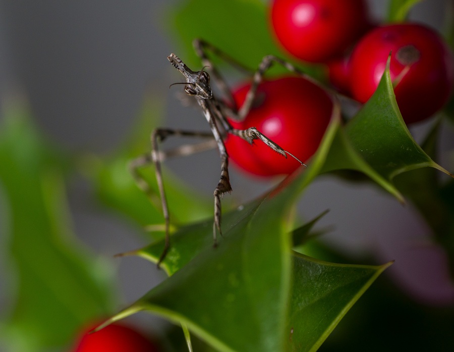 Neanide di Empusa pennata?