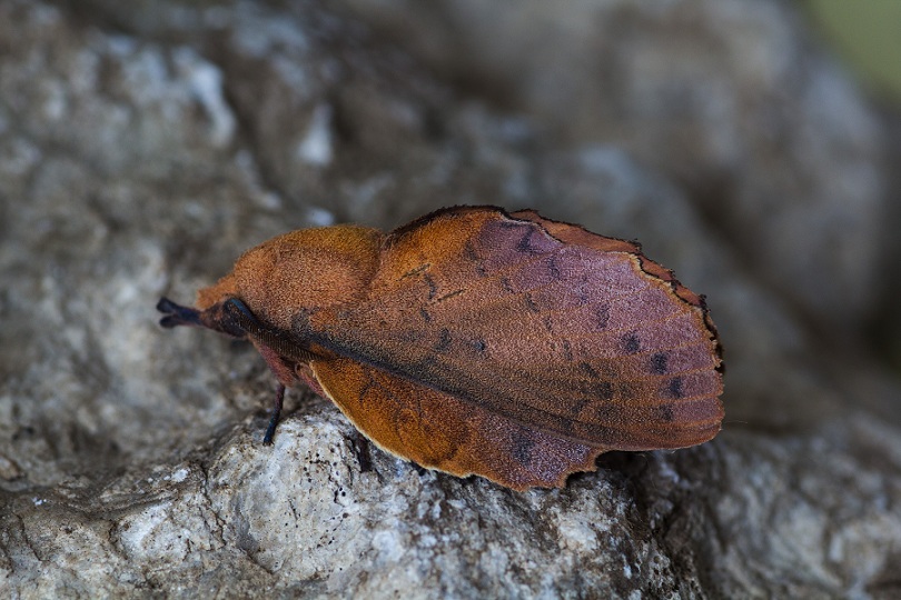 lepidottero 2 da id - Gastropacha quercifolia , Lasiocampidae