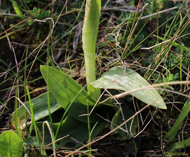 Ophrys sipontensis