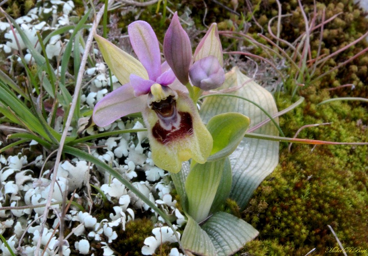 Ophrys tenthredinifera