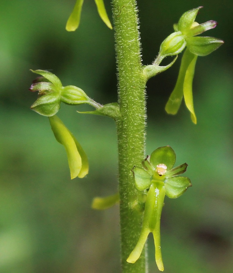 Neottia ovata