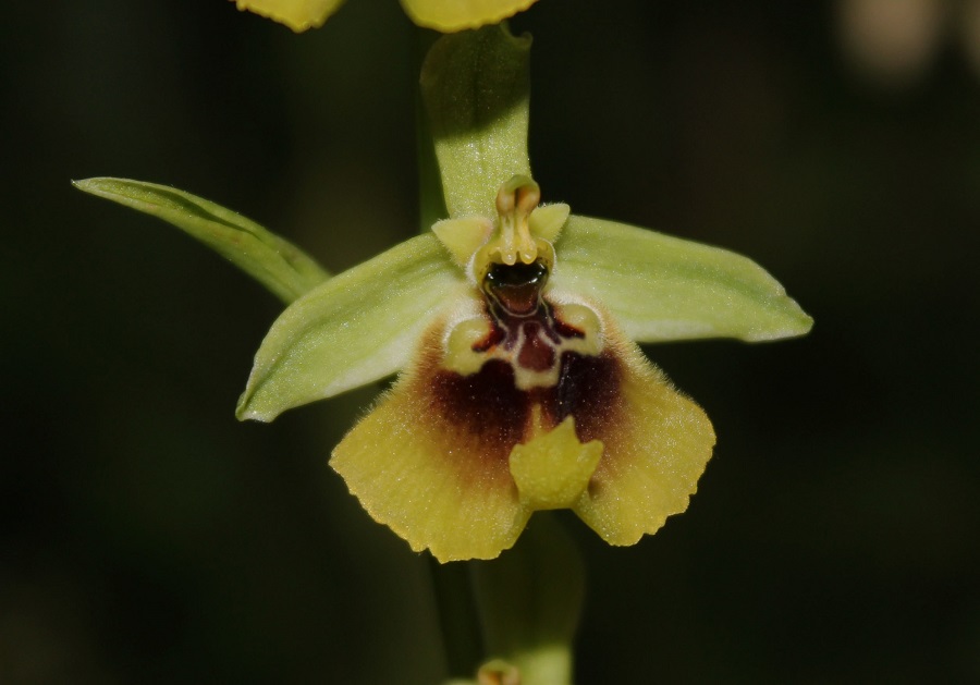 Ophrys lacaitae / Ofride di Lacaita