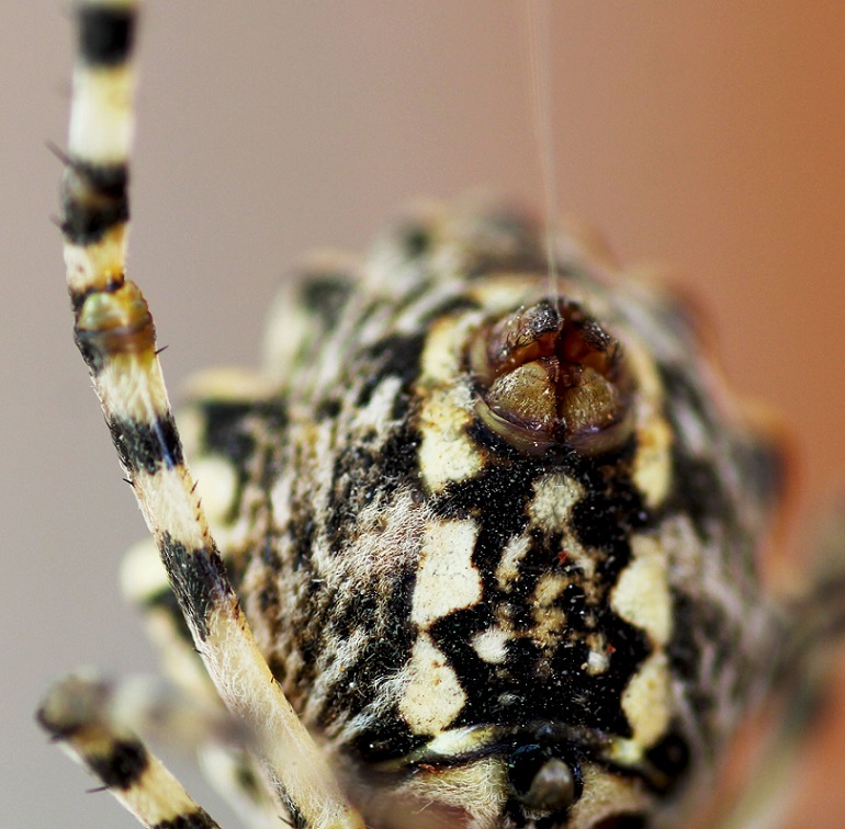 Argiope lobata (incontro ravvicinato) - Manfr. Gargano (FG)