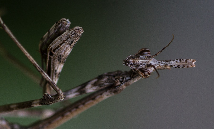 Neanide di Empusa pennata?