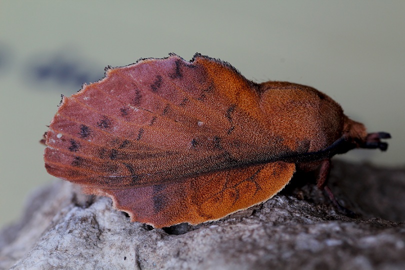 lepidottero 2 da id - Gastropacha quercifolia , Lasiocampidae