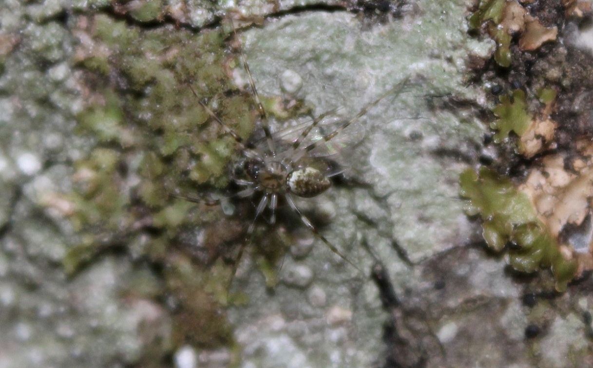 Drapetisca socialis - bosco Quarto, Gargano (FG)