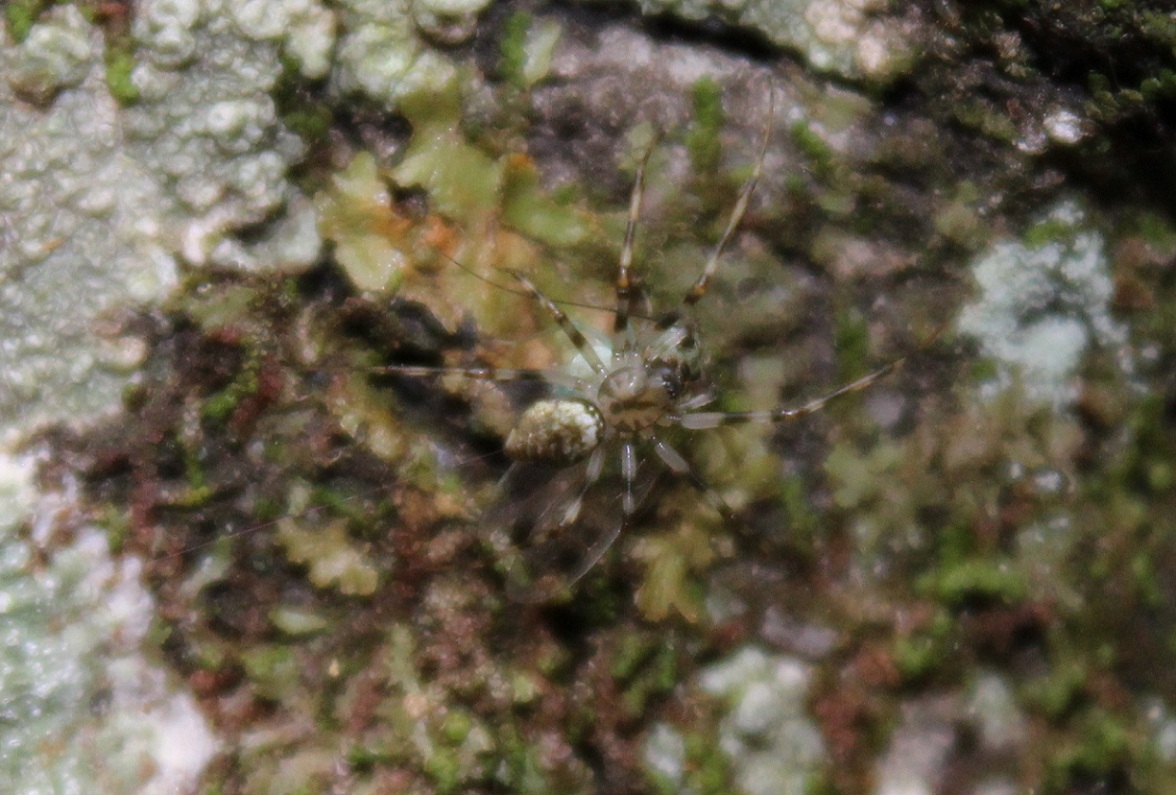 Drapetisca socialis - bosco Quarto, Gargano (FG)