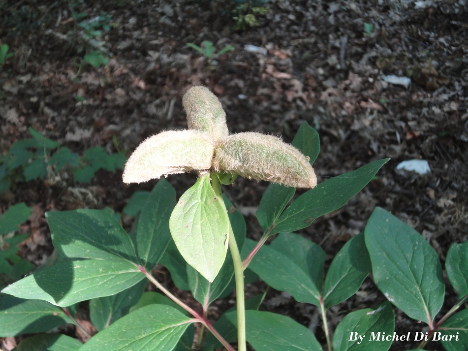 Paeonia mascula