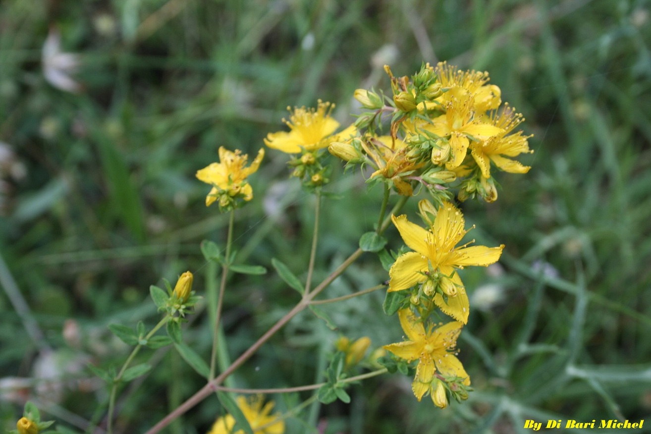 Hypericum perforatum