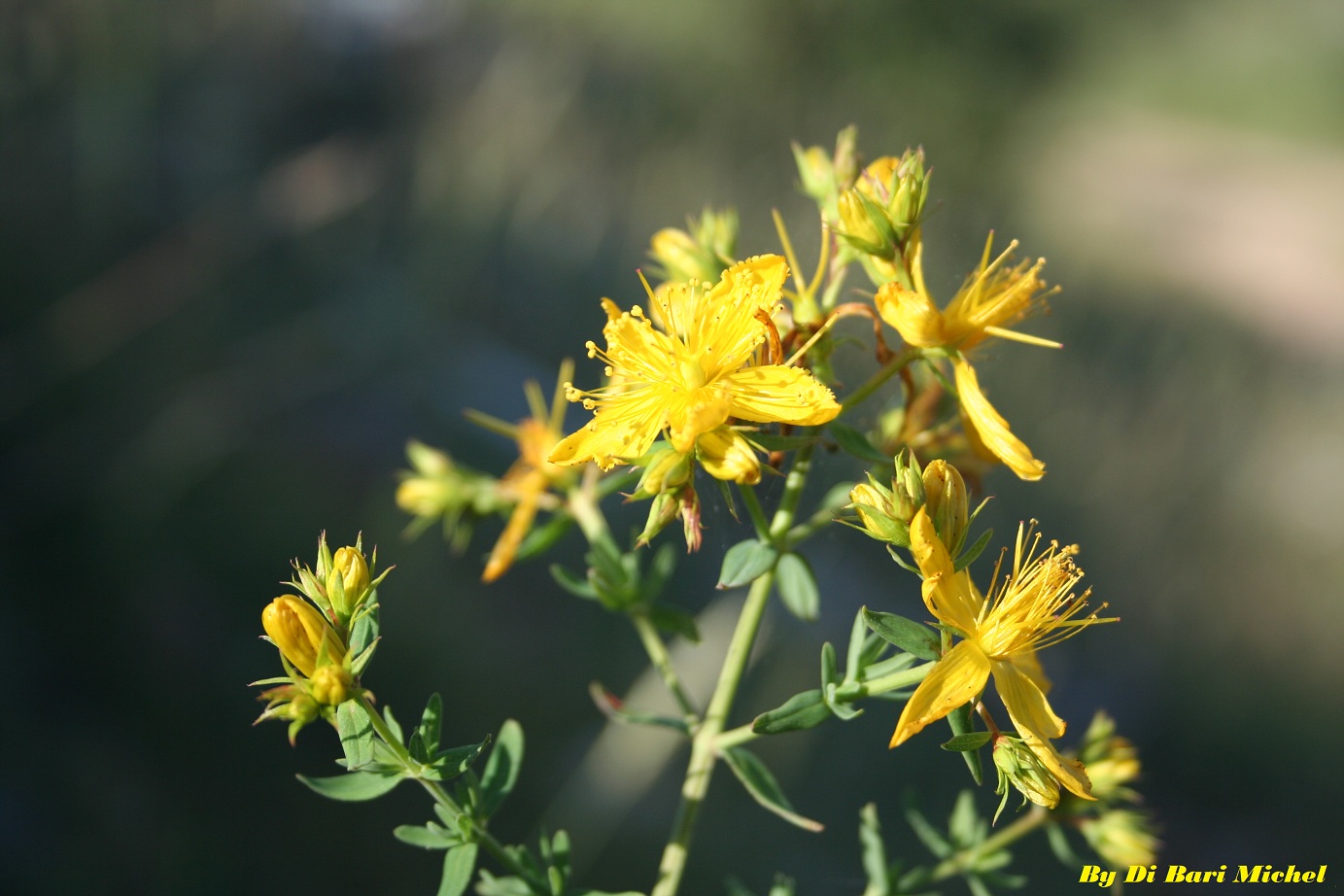 Hypericum perforatum