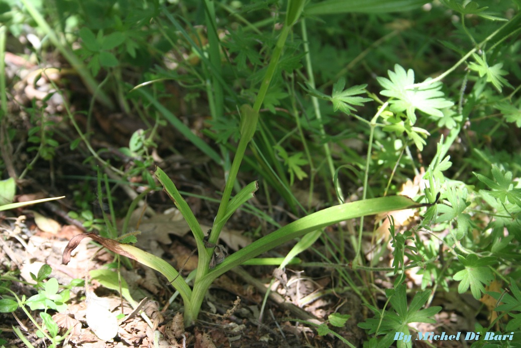 Da identificare - Gymnadenia conopsea