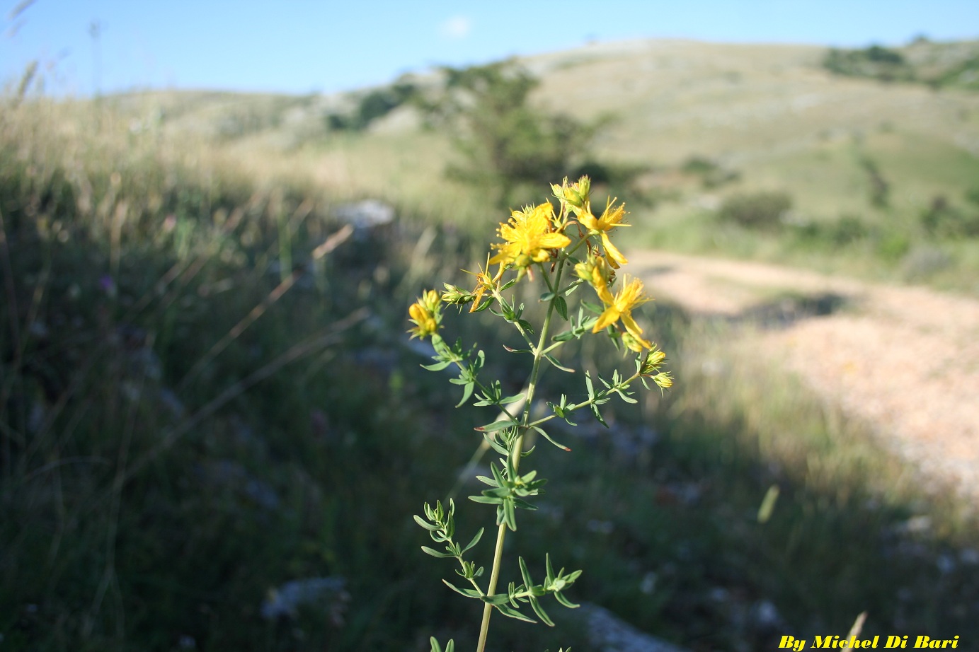 Hypericum perforatum