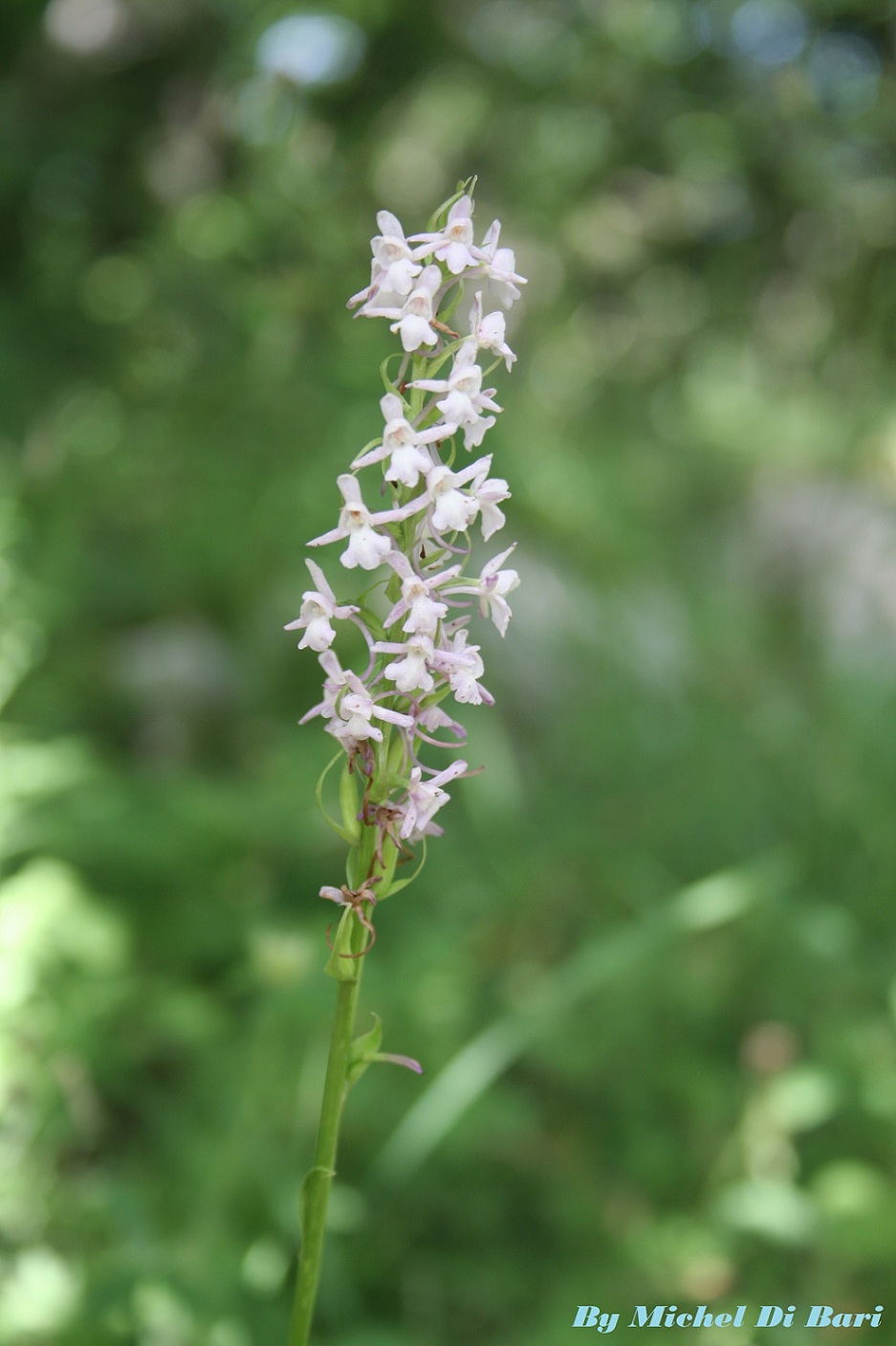 Da identificare - Gymnadenia conopsea