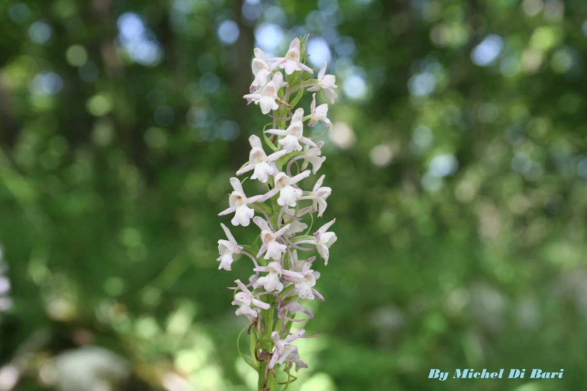 Da identificare - Gymnadenia conopsea