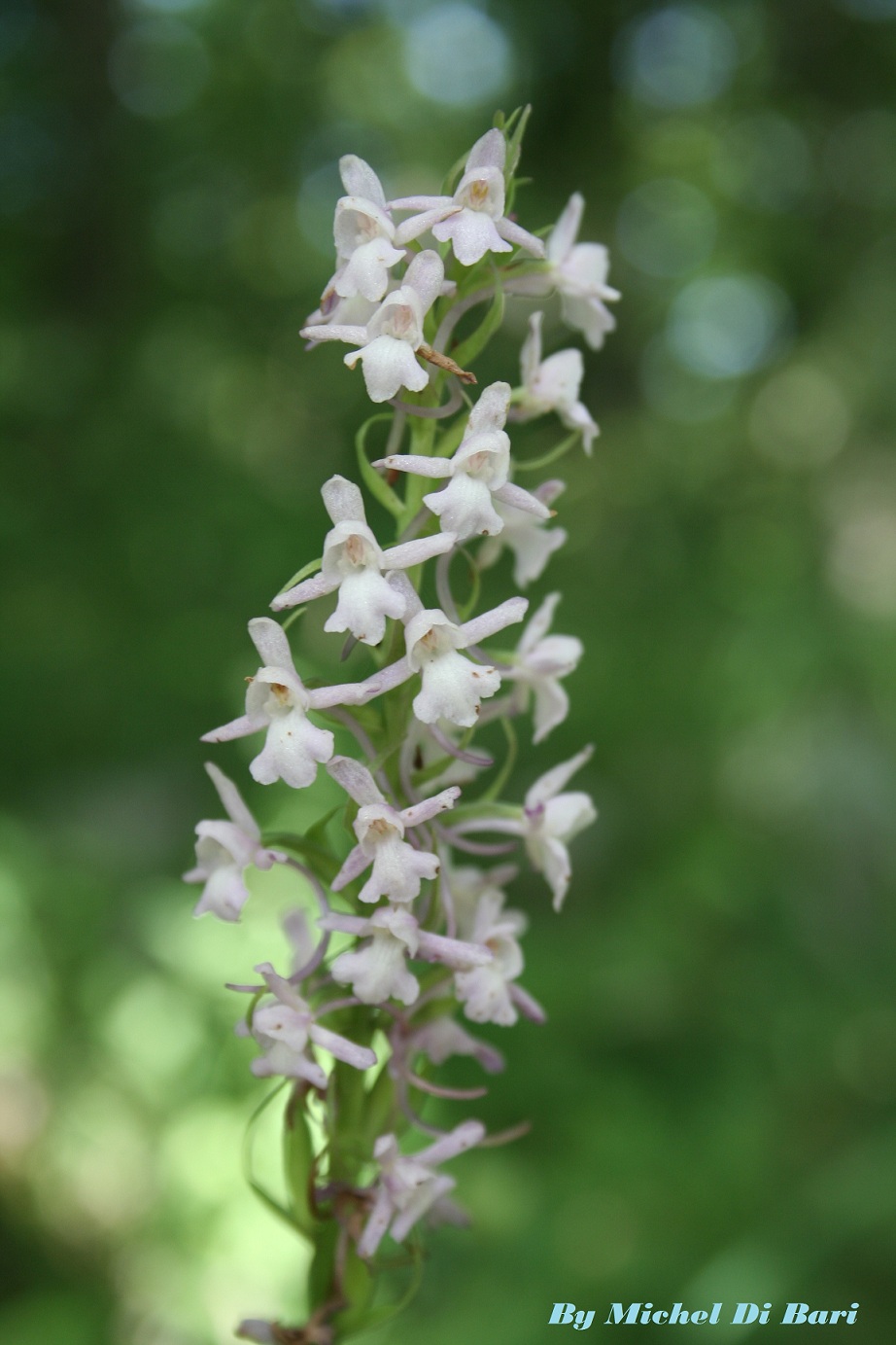 Da identificare - Gymnadenia conopsea