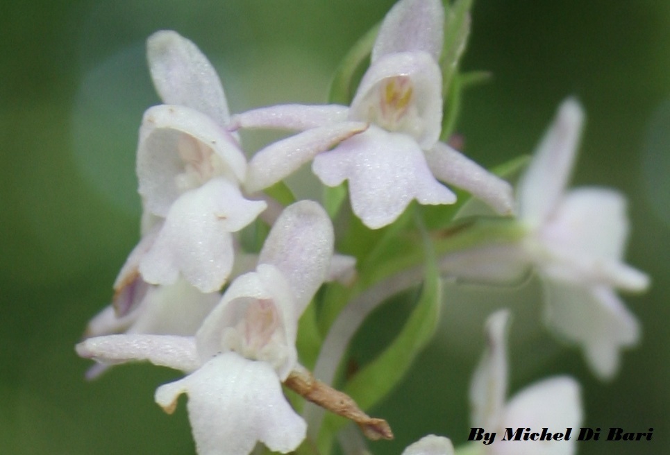 Da identificare - Gymnadenia conopsea