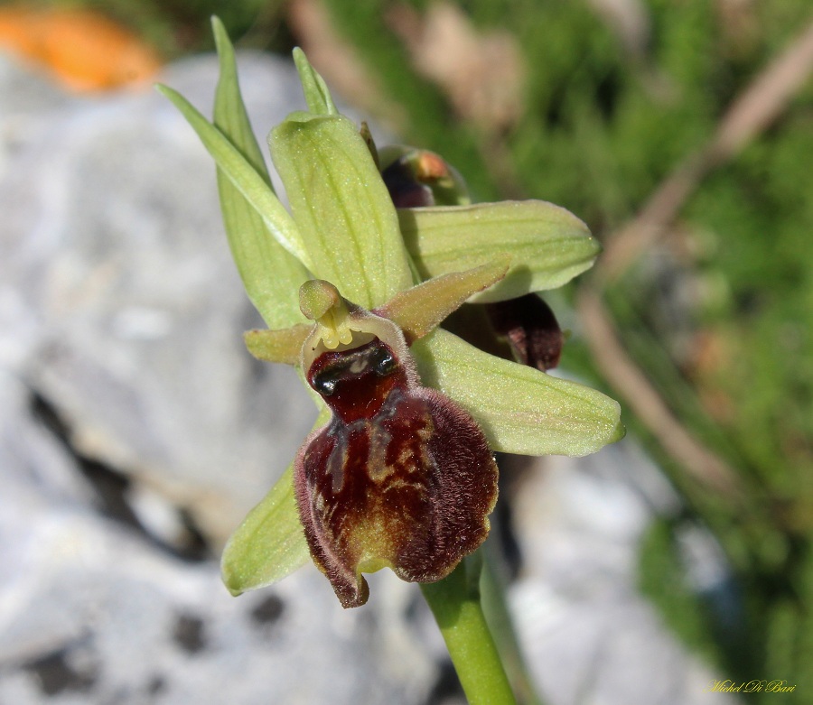 Ophrys da Id