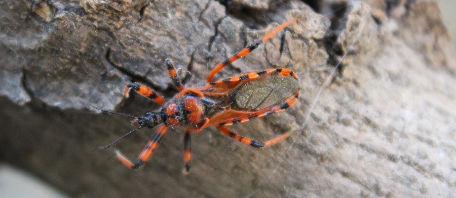 Rhynocoris rubricus (Reduviidae) delle Puglie