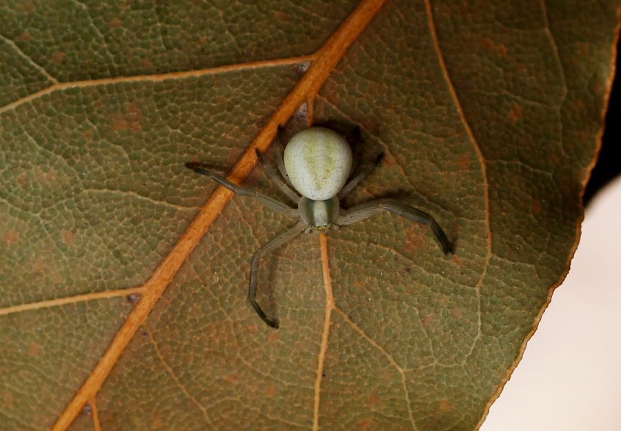 Thomisidae: Misumena vatia  - Manfredonia Gargano (FG)