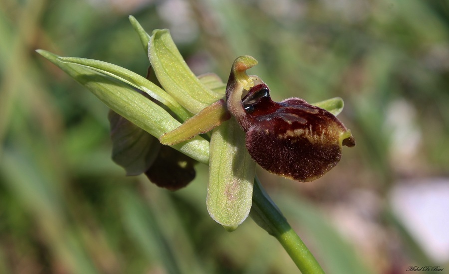 Ophrys da Id