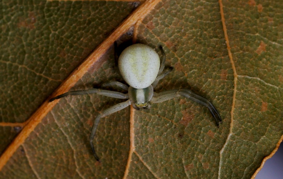 Thomisidae: Misumena vatia  - Manfredonia Gargano (FG)