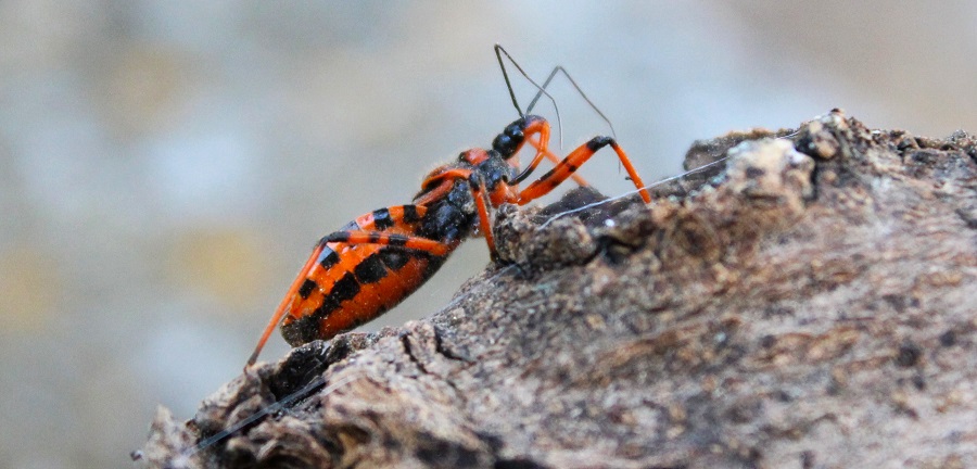 Rhynocoris rubricus (Reduviidae) delle Puglie