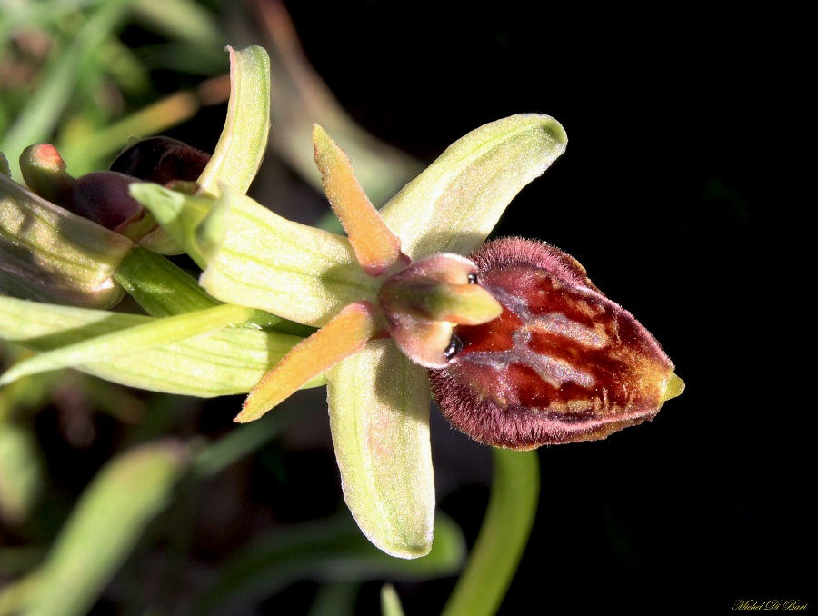 Ophrys da Id