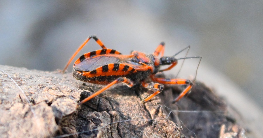 Rhynocoris rubricus (Reduviidae) delle Puglie