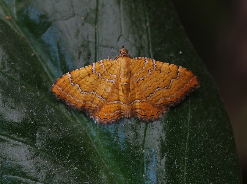 lepidottero da id - Camptogramma bilineata