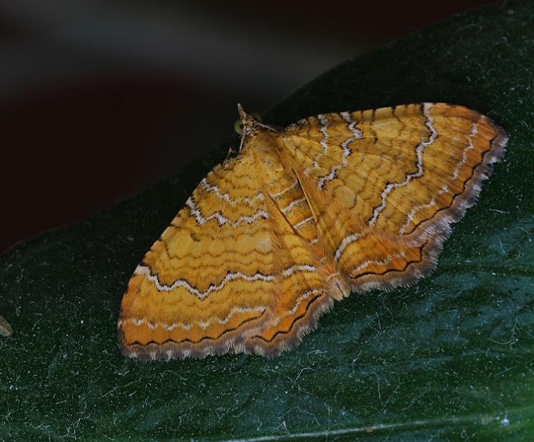 lepidottero da id - Camptogramma bilineata