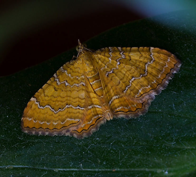 lepidottero da id - Camptogramma bilineata